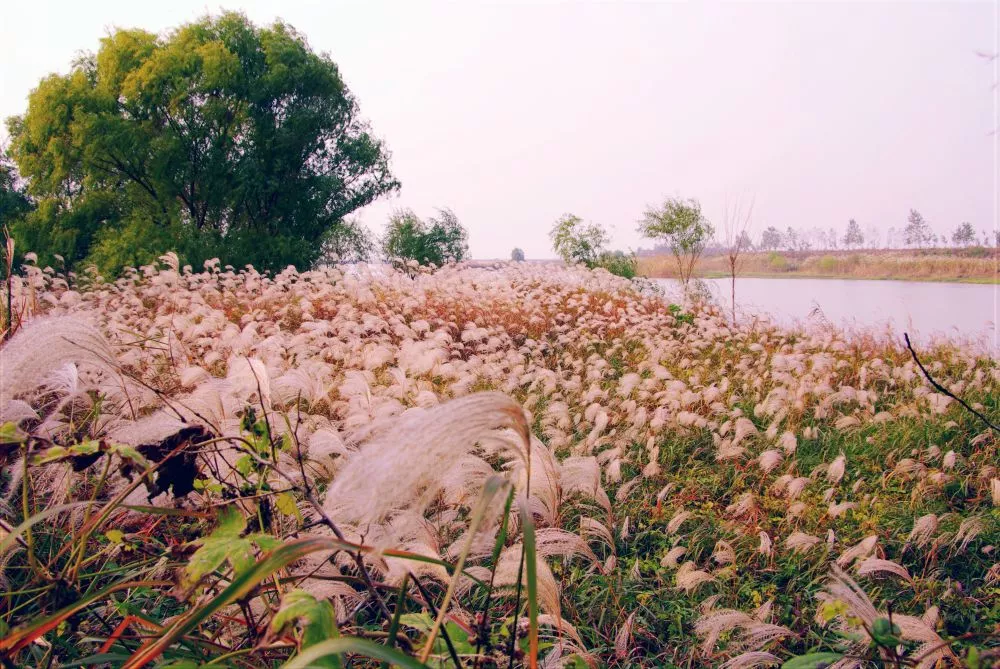 芦花翻浪.jpg