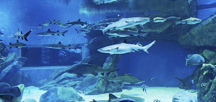 src=http _pic5.40017.cn_01_000_a7_3a_rBANC1rVbSmAPMckAAGi43JKymI150_740x350_00.jpg&refer=http _pic5.40017.cn&app=2002&size=f9999,10000&q=a80&n=0&g=0n&fmt=jpeg.jpg