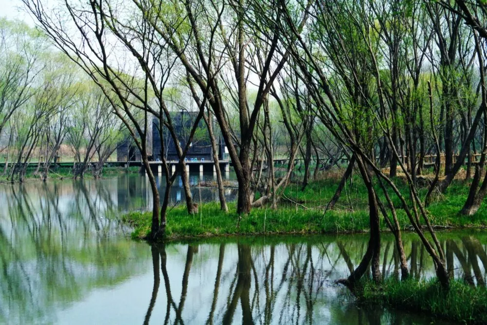 杂树含芳.jpg