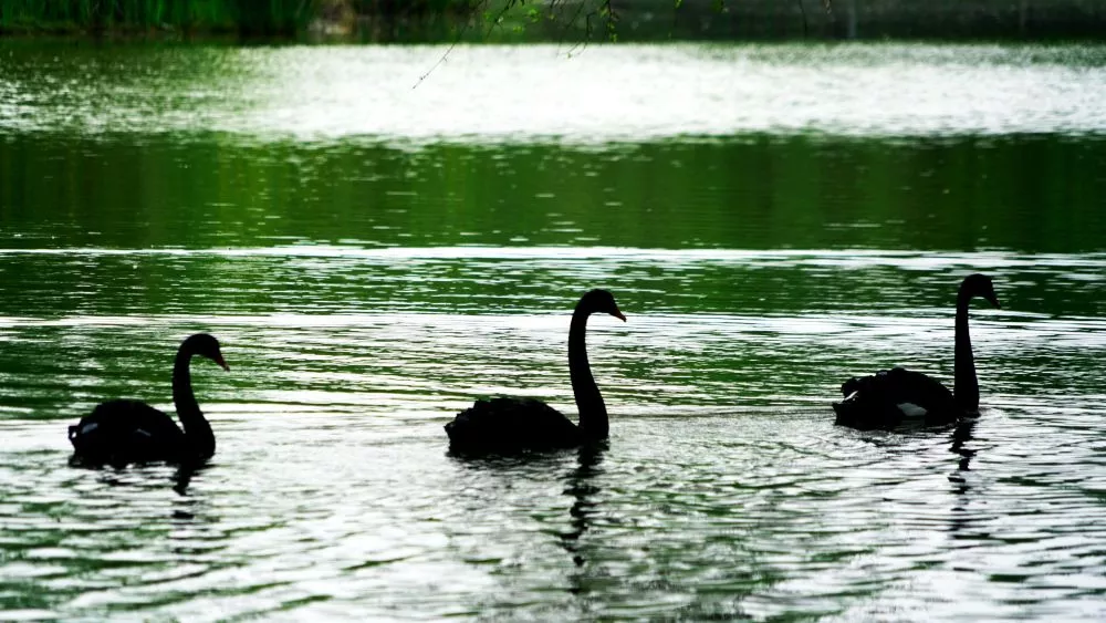 The bat lake