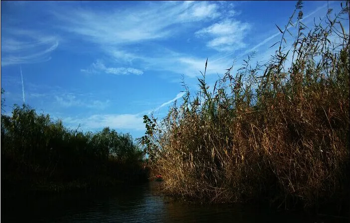 Bat Lake Reeds
